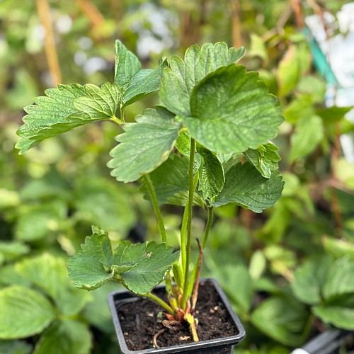 Клубника Ами Клубника Ами