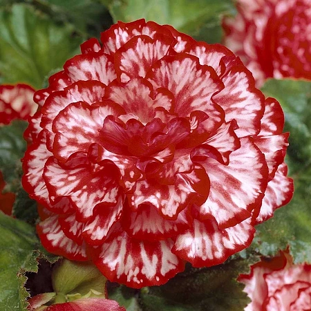 Бегония Marmorata (3 шт. в уп.)