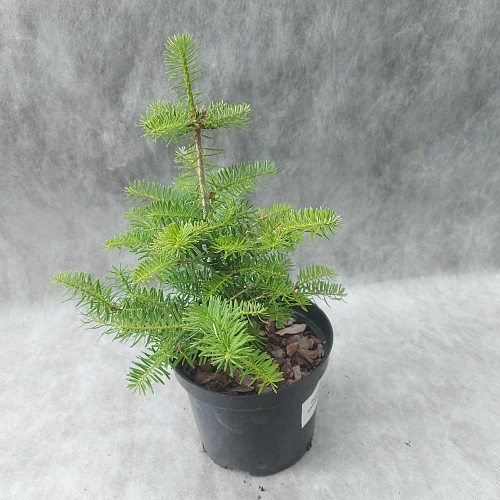 Пихта корейская 20-30 см Пихта корейская 20-30 см