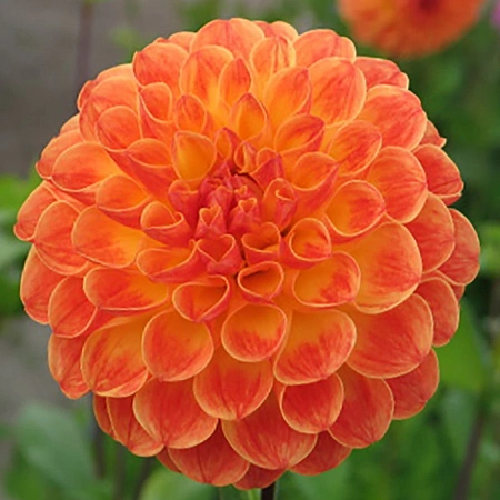 Георгина Jowey Nicky Георгина Jowey Nicky