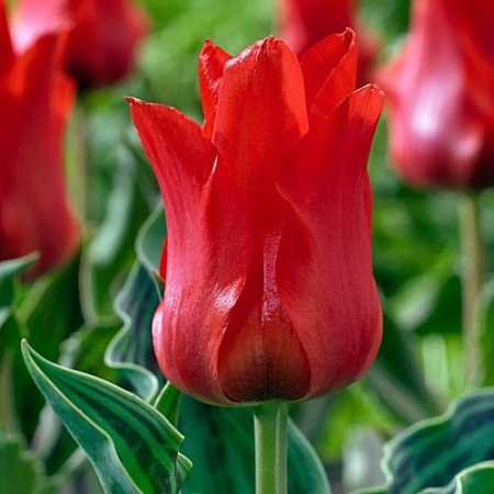 Тюльпан Oriental Beauty (5 шт. в уп.)