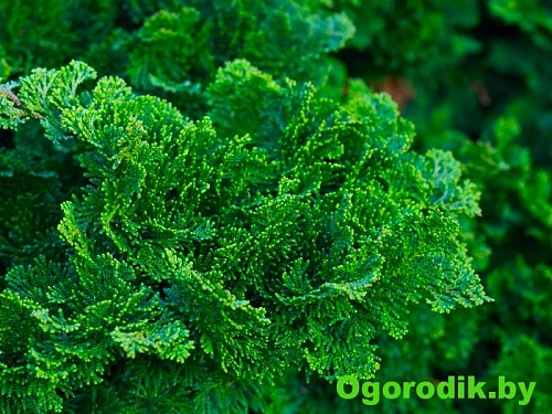 Кипарисовик туполистный Нана Грацилис 20-25 см Кипарисовик туполистный Нана Грацилис 20-25 см