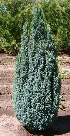 Кипарисовик лавсона Элвуди (Elwoodii) 20-30 см