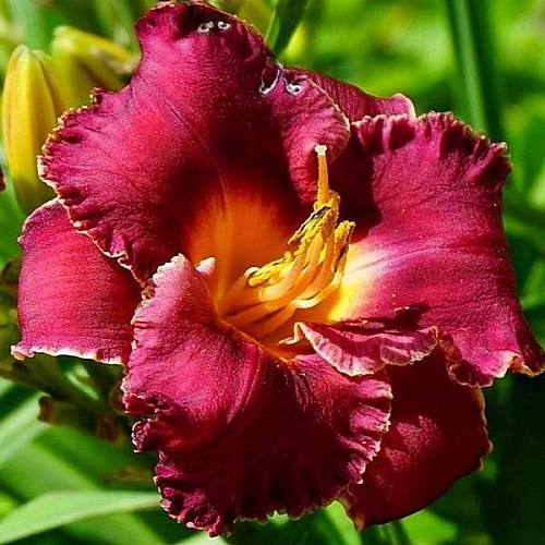 Лилейник Storm of the Century в горшке С-1 Лилейник Storm of the Century в горшке С-1