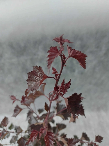 Береза Purpurea повислая Береза Purpurea повислая