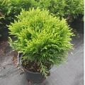 Туя Даника (Danica) шаровидная С3 20-25 см Туя Даника (Danica) шаровидная С3 20-25 см
