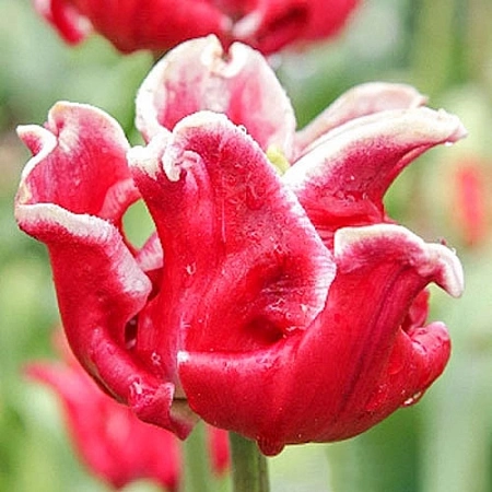 Тюльпан Elegant Crown (5 шт. в уп.)