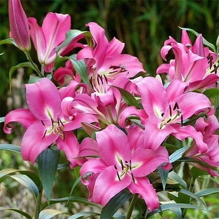 Лилия Robina (2 шт. в уп.)