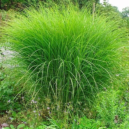 Мискантус китайский Gracillimus