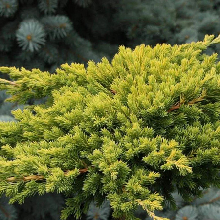 Можжевельник лежачий Кишиогима (Kishiogima)