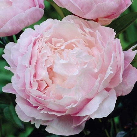 Пион Nancy Nora (уп. 1 шт)