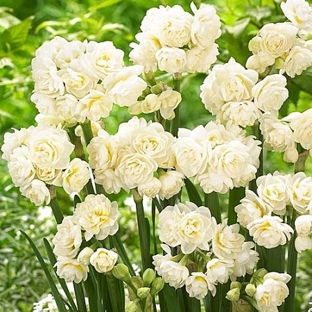 Нарцисс Erlicheer (5 шт. в уп.)