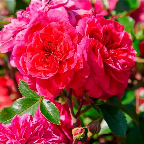 Роза на штамбе Sangria (флорибунда) Роза на штамбе Sangria (флорибунда)