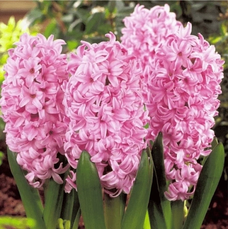 Гиацинт Pink Surprise (3 шт. в уп.)