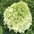 Гортензия Limelight метельчатая С2 3-хлетка Гортензия Limelight метельчатая С2 3-хлетка