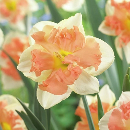 Нарцисс Ванилла Пич