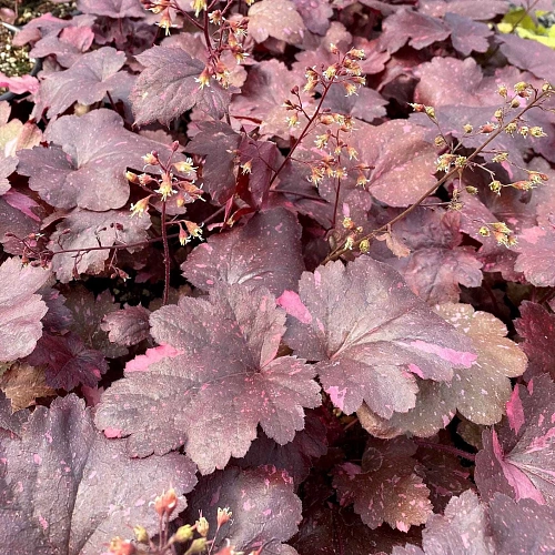 Гейхера Galaxy Гейхера Galaxy