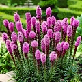 Лиатрис Spicata (10 шт. в уп.) Лиатрис Spicata (10 шт. в уп.)
