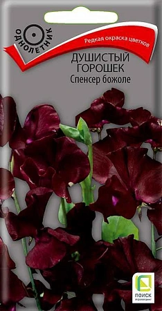 Душистый горошек Спенсер божоле, 1 г (Поиск) Душистый горошек Спенсер божоле, 1 г (Поиск)