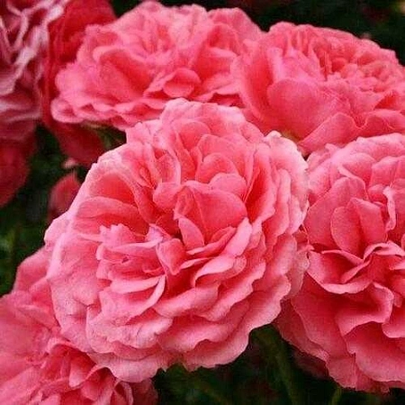 Роза на штамбе Rosarium Utersen (плетистая)