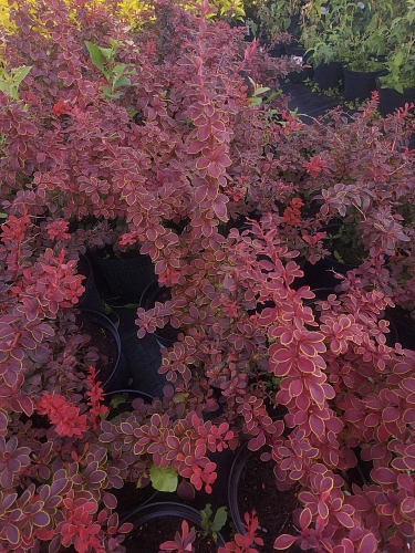 Барбарис Голден Ринг (Golden Ring) тунберга Барбарис Голден Ринг (Golden Ring) тунберга